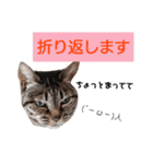 ダックスその他の愉快な仲間たちの日常13（個別スタンプ：7）