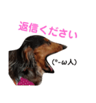 ダックスその他の愉快な仲間たちの日常13（個別スタンプ：8）