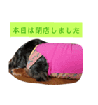 ダックスその他の愉快な仲間たちの日常13（個別スタンプ：11）