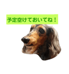 ダックスその他の愉快な仲間たちの日常13（個別スタンプ：13）