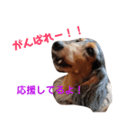 ダックスその他の愉快な仲間たちの日常13（個別スタンプ：14）
