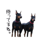 ドーベルマンのアテナとセウス（個別スタンプ：1）