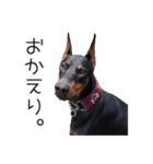 ドーベルマンのアテナとセウス（個別スタンプ：3）