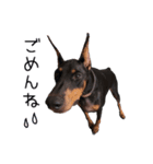 ドーベルマンのアテナとセウス（個別スタンプ：6）