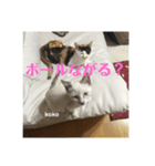 栃木弁なニャンコです(^-^)2 by nana＆koko（個別スタンプ：3）