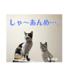 栃木弁なニャンコです(^-^)2 by nana＆koko（個別スタンプ：4）