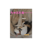 栃木弁なニャンコです(^-^)2 by nana＆koko（個別スタンプ：5）