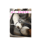 栃木弁なニャンコです(^-^)2 by nana＆koko（個別スタンプ：6）