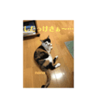 栃木弁なニャンコです(^-^)2 by nana＆koko（個別スタンプ：8）