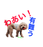 愛しのトイプーちゃん1（個別スタンプ：1）