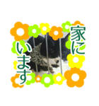 むむ ちゃん（個別スタンプ：6）