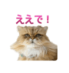 しょんぼり猫「ふーちゃん」2（個別スタンプ：1）