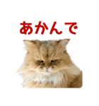 しょんぼり猫「ふーちゃん」2（個別スタンプ：2）
