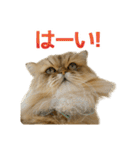 しょんぼり猫「ふーちゃん」2（個別スタンプ：3）