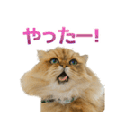 しょんぼり猫「ふーちゃん」2（個別スタンプ：5）