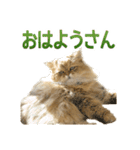 しょんぼり猫「ふーちゃん」2（個別スタンプ：6）