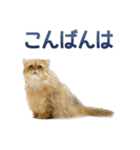 しょんぼり猫「ふーちゃん」2（個別スタンプ：8）
