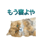 しょんぼり猫「ふーちゃん」2（個別スタンプ：9）