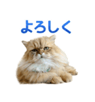 しょんぼり猫「ふーちゃん」2（個別スタンプ：10）