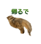 しょんぼり猫「ふーちゃん」2（個別スタンプ：11）