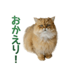 しょんぼり猫「ふーちゃん」2（個別スタンプ：12）