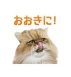 しょんぼり猫「ふーちゃん」2（個別スタンプ：13）