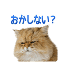 しょんぼり猫「ふーちゃん」2（個別スタンプ：14）