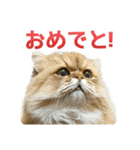 しょんぼり猫「ふーちゃん」2（個別スタンプ：15）