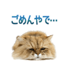しょんぼり猫「ふーちゃん」2（個別スタンプ：16）