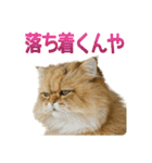 しょんぼり猫「ふーちゃん」2（個別スタンプ：17）