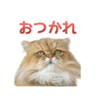 しょんぼり猫「ふーちゃん」2（個別スタンプ：18）