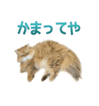 しょんぼり猫「ふーちゃん」2（個別スタンプ：19）