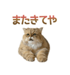 しょんぼり猫「ふーちゃん」2（個別スタンプ：20）