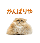 しょんぼり猫「ふーちゃん」2（個別スタンプ：23）