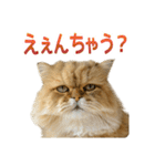 しょんぼり猫「ふーちゃん」2（個別スタンプ：24）