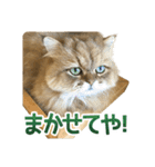 しょんぼり猫「ふーちゃん」2（個別スタンプ：25）