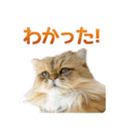 しょんぼり猫「ふーちゃん」2（個別スタンプ：27）