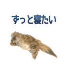 しょんぼり猫「ふーちゃん」2（個別スタンプ：29）