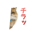 しょんぼり猫「ふーちゃん」2（個別スタンプ：30）