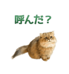 しょんぼり猫「ふーちゃん」2（個別スタンプ：31）
