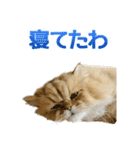 しょんぼり猫「ふーちゃん」2（個別スタンプ：32）