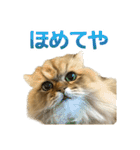 しょんぼり猫「ふーちゃん」2（個別スタンプ：34）
