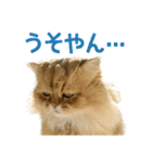 しょんぼり猫「ふーちゃん」2（個別スタンプ：35）