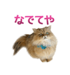 しょんぼり猫「ふーちゃん」2（個別スタンプ：36）
