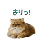 しょんぼり猫「ふーちゃん」2（個別スタンプ：37）