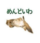 しょんぼり猫「ふーちゃん」2（個別スタンプ：38）