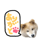 dog＆dog？1
りんちゃん（個別スタンプ：13）