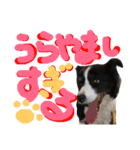 dog＆dog？1
りんちゃん（個別スタンプ：37）