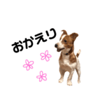愛犬ラッキーくんの気持ちスタンプその②（個別スタンプ：3）