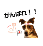 愛犬ラッキーくんの気持ちスタンプその②（個別スタンプ：8）